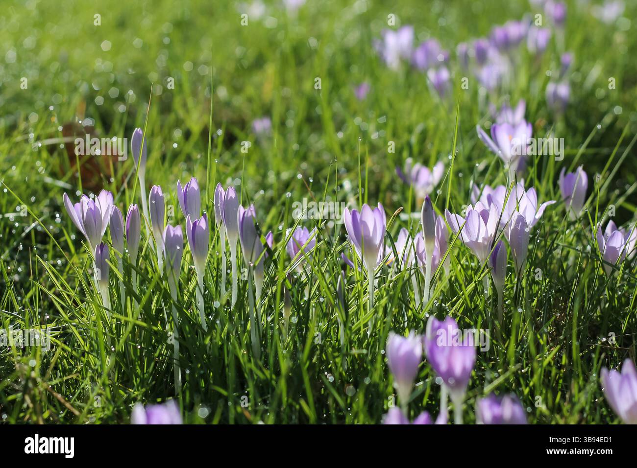 Crocus précoces dans l'herbe à pointe de rosée Banque D'Images