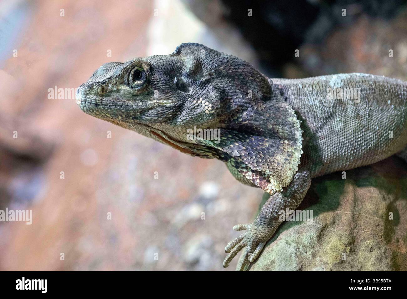 9 juillet 2023, Sydney, Nouvelle-Galles du Sud, Australie : lézard à volants (Chlamydosaurus kingii) au zoo de Sydney à Sydney, Nouvelle-Galles du Sud, Australie. Ce reptile est la plus grande espèce de la famille dragon de lézards en Australie. (Crédit image : © Tara Malhotra/ZUMA Press Wire) Banque D'Images