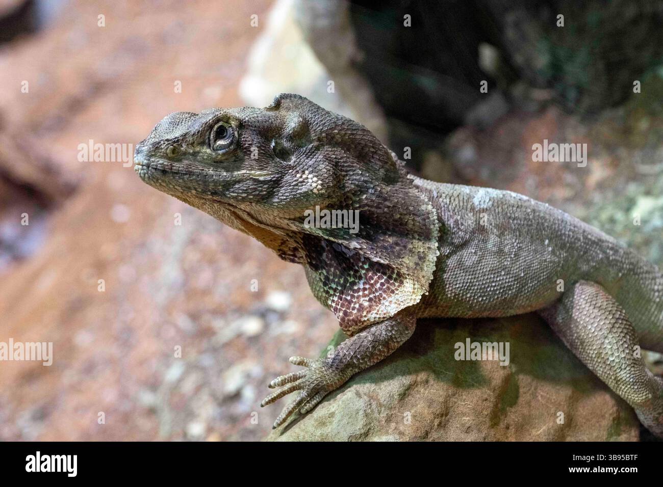 9 juillet 2023, Sydney, Nouvelle-Galles du Sud, Australie : lézard à volants (Chlamydosaurus kingii) au zoo de Sydney à Sydney, Nouvelle-Galles du Sud, Australie. Ce reptile est la plus grande espèce de la famille dragon de lézards en Australie. (Crédit image : © Tara Malhotra/ZUMA Press Wire) Banque D'Images