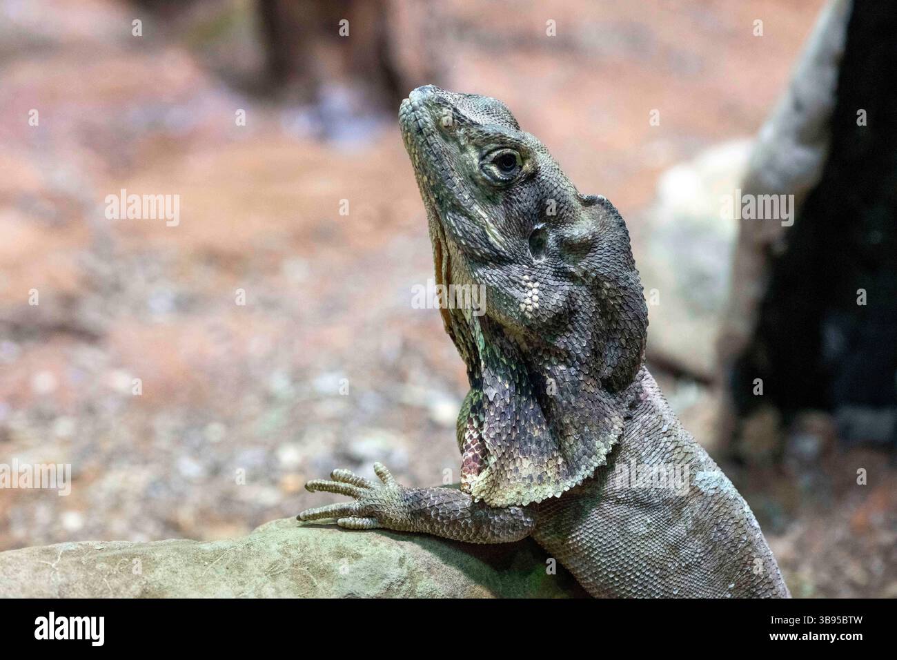 9 juillet 2023, Sydney, Nouvelle-Galles du Sud, Australie : lézard à volants (Chlamydosaurus kingii) au zoo de Sydney à Sydney, Nouvelle-Galles du Sud, Australie. Ce reptile est la plus grande espèce de la famille dragon de lézards en Australie. (Crédit image : © Tara Malhotra/ZUMA Press Wire) Banque D'Images