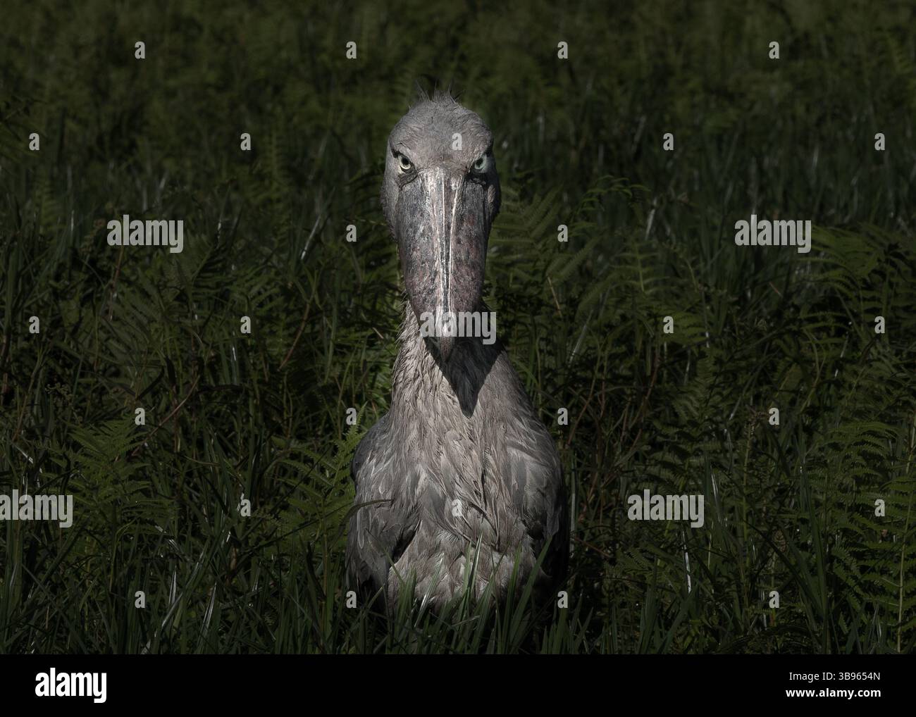 21 août 2022, Ouganda : ''Balaeniceps rex : selon les paléontologues, les oiseaux sont des dinosaures à part entière, les seuls à avoir survécu à l'extinction massive il y a 66 millions d'années. Au fil du temps, certains dinosaures théropodes ont pris de plus en plus les caractéristiques des oiseaux tels que nous les connaissons aujourd'hui. Des fossiles liés au bec du sabot ont été trouvés à partir de la période Miocène (il y a entre 5 et 23 millions d'années). .Depuis 2002, le bec-de-chaussure est protégé et fait partie des espèces dont il reste moins de 10 000 individus dans le monde. Selon les sources les plus alarmistes, sa populati Banque D'Images