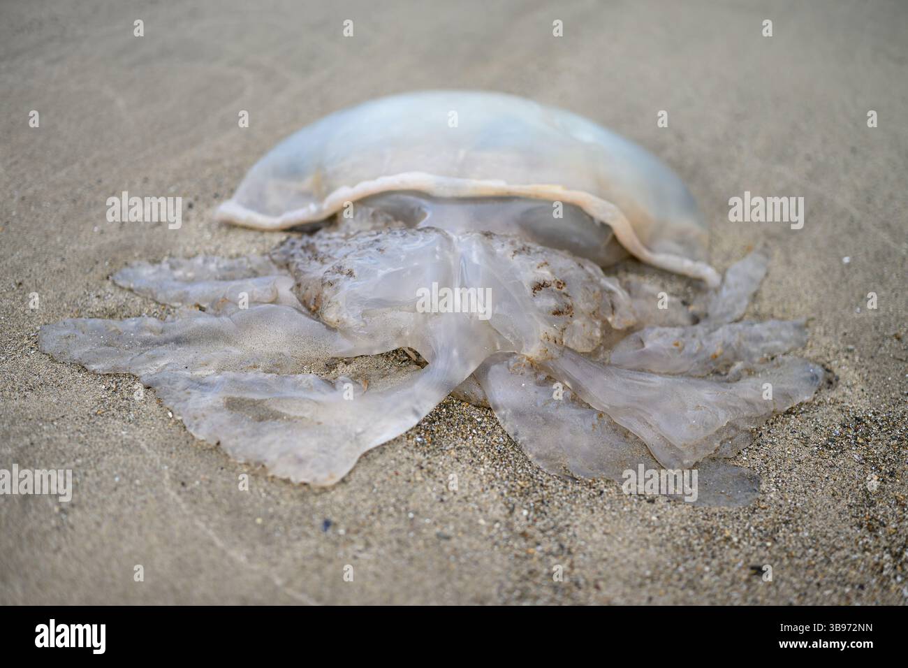 Méduses en baril (Rhizostoma pulmo) échouées sur une plage - pays de Galles, Royaume-Uni Banque D'Images