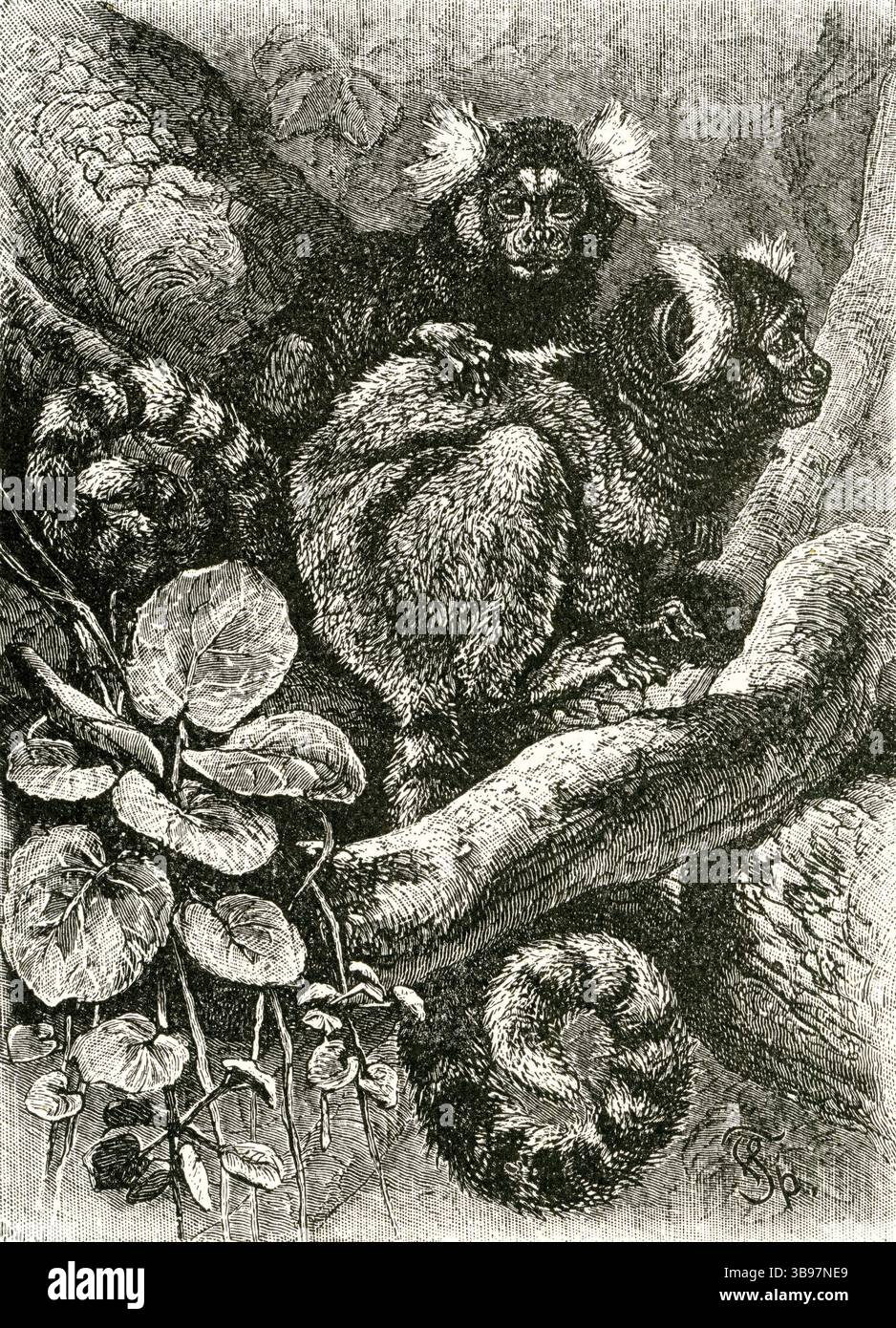 MARMOSETS COMMUNS ( Callithrix jacchus ) - gravure de groupe de marmosets en touffeté blanche dans la forêt tropicale Banque D'Images