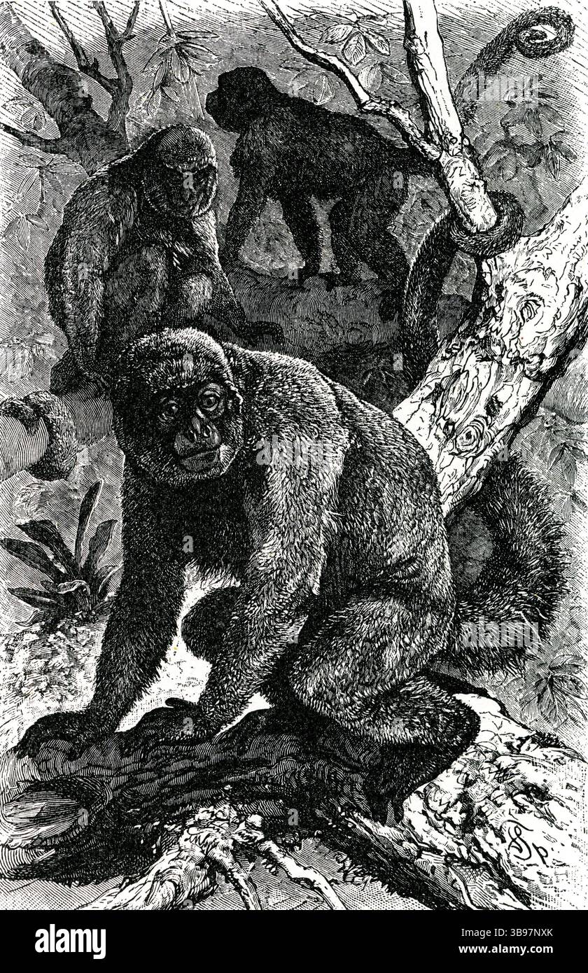 SINGE LAGOTHRIX de HUMBOLDT ( singe laineux commun / Lagothrix humboldtii ) - singe Lagothrix de Humboldt dans la forêt tropicale de l'Orénoque Banque D'Images