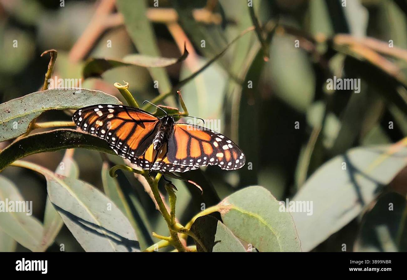 21 décembre 2022 : un papillon monarque se couche sur une branche d'eucalyptus dans la Pismo Beach Monarch Butterfly Grove le 9 décembre 2022. Plus de 129 000 papillons monarques occidentaux ont été dénombrés dans le comté de San Luis Obispo par les employés et les bénévoles de la Xerces Society for Invertébre conservation en novembre, le plus grand nombre depuis 1998. (Crédit image : © Mackenzie Shuman/San Luis Obsipo Tribune via ZUMA Press Wire) Banque D'Images 21 décembre 2022 : un papillon monarque se couche sur une branche d'eucalyptus dans la Pismo Beach Monarch Butterfly Grove le 9 décembre 2022. Plus de 129 000 papillons monarques occidentaux ont été dénombrés dans le comté de San Luis Obispo par les employés et les bénévoles de la Xerces Society for Invertébre conservation en novembre, le plus grand nombre depuis 1998. (Crédit image : © Mackenzie Shuman/San Luis Obsipo Tribune via ZUMA Press Wire) Banque D'Images