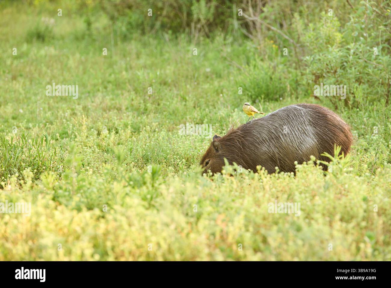 Tyran bovin, Machetornis rixosa, debout sur le dos d'un capybara, hydrochoerus hydrochaeris. Mutualisme : l'oiseau obtient de la nourriture, le mammifère obtient ri Banque D'Images