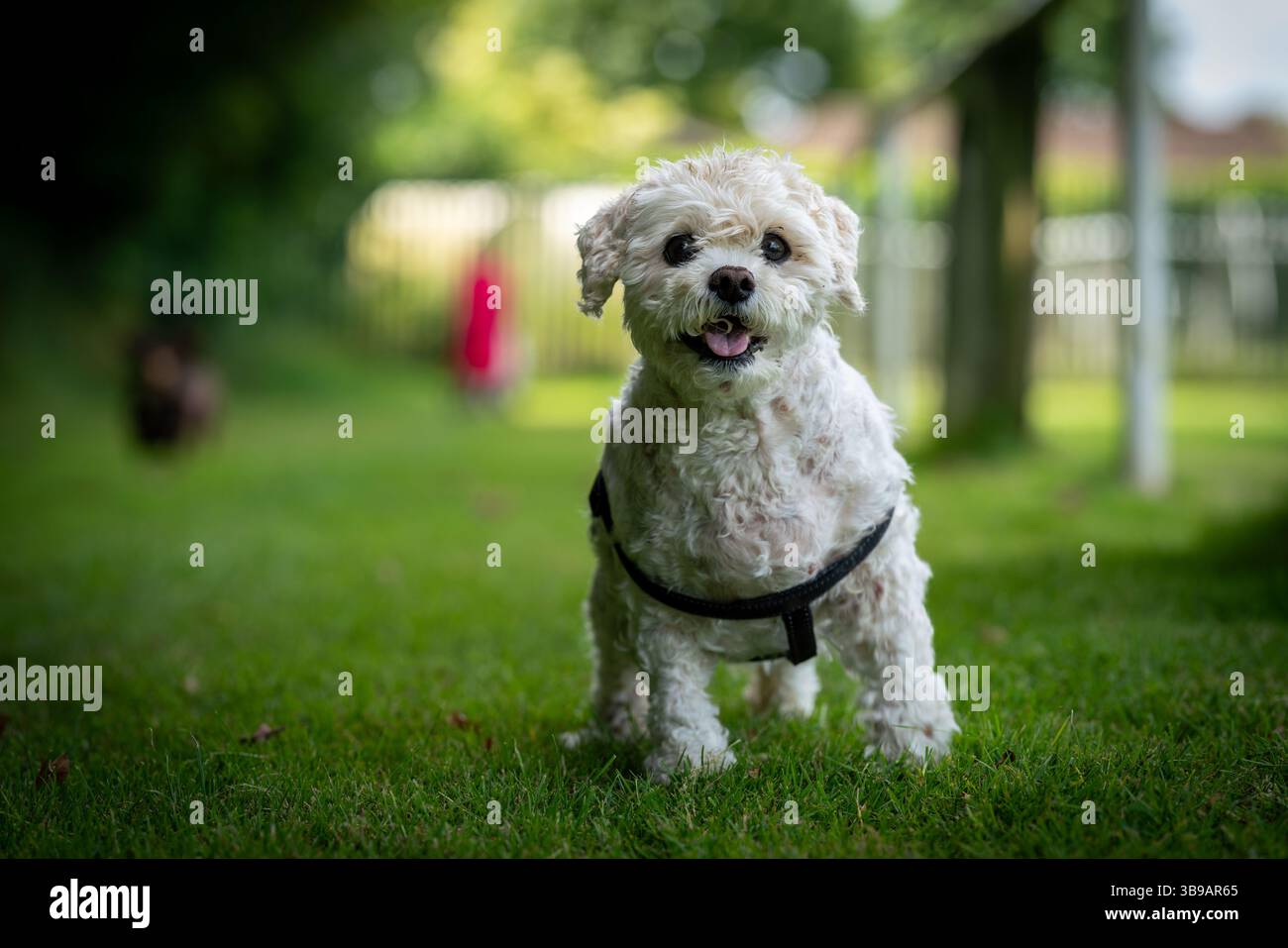 petit vieux chien blanc, debout sur l'herbe, regardant la caméra Banque D'Images