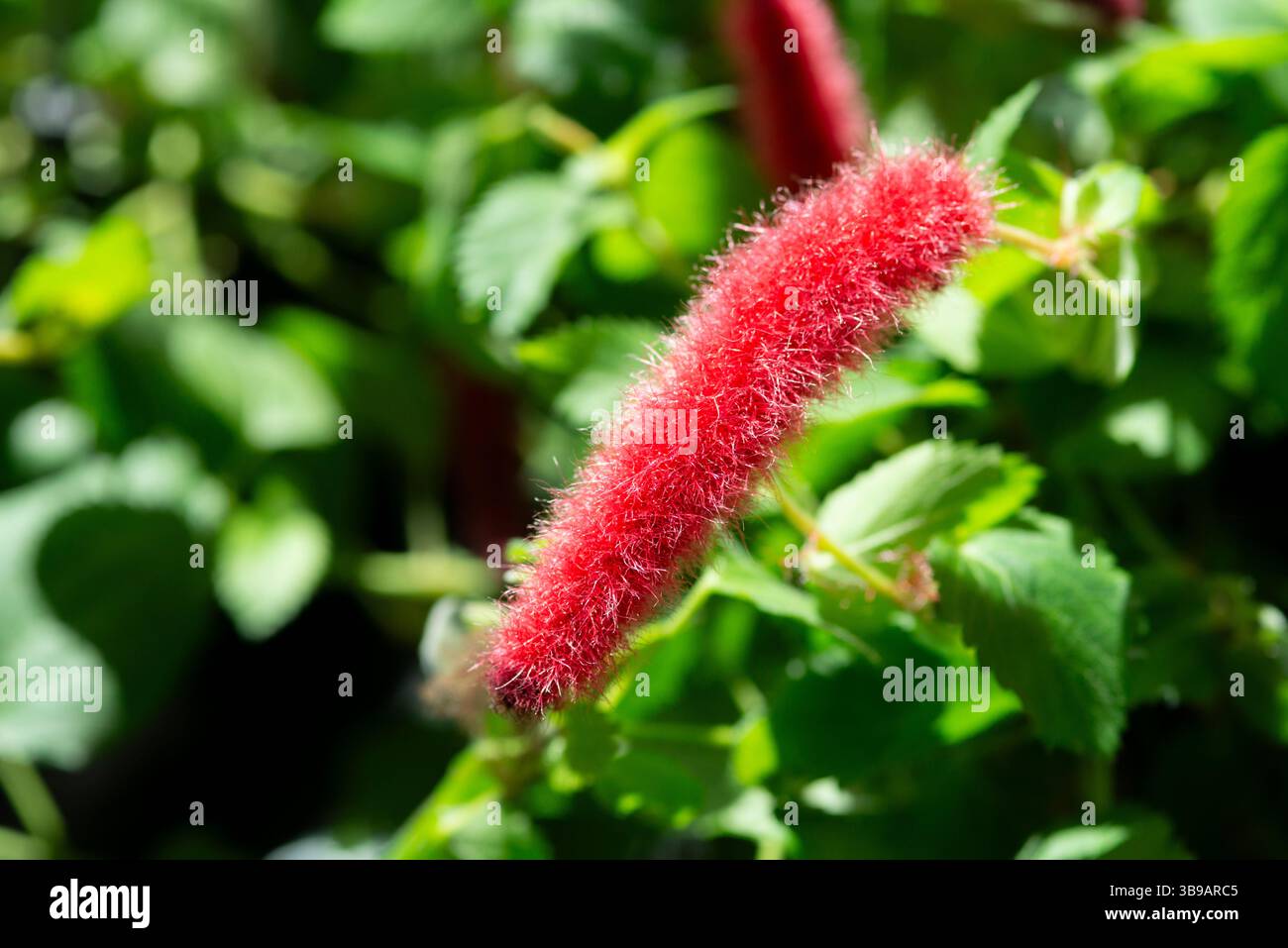 Chenille Firetail, chenille naine, pendula Acalypha Banque D'Images
