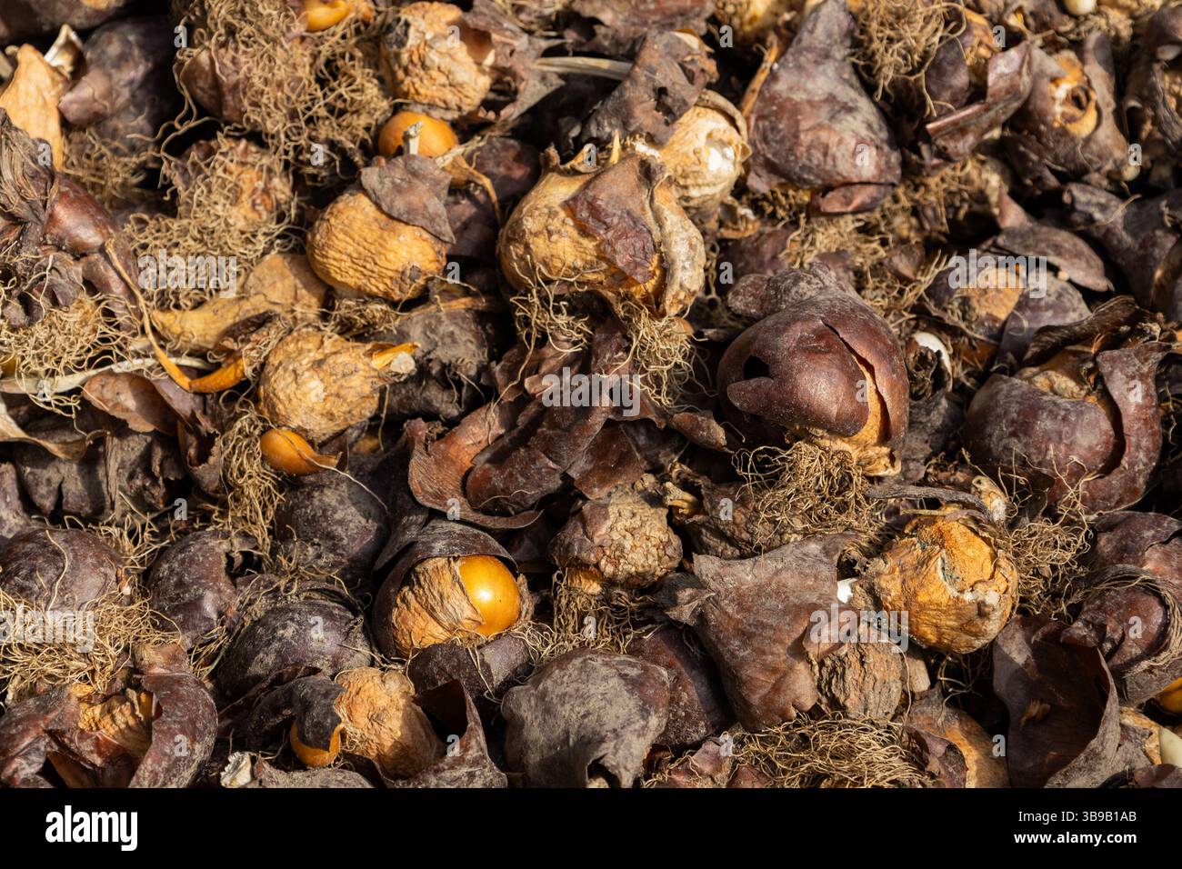 bulbes à fleurs avec racines et enveloppes gros plan, jardinage et saison de plantation Banque D'Images