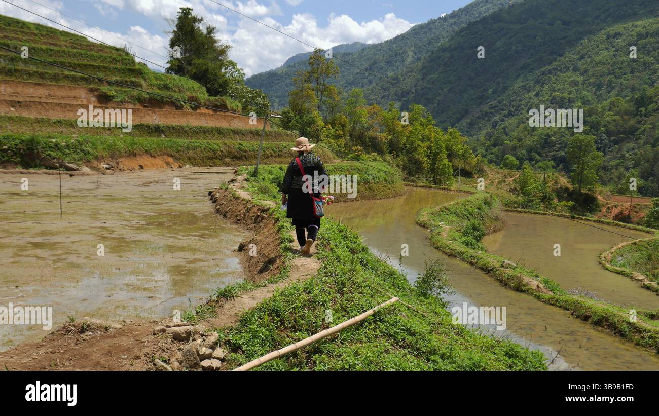 Femme hmong marchant le long du bord des rizières en terrasses inondées dans les montagnes luxuriantes de Sapa, au nord du Vietnam. Banque D'Images