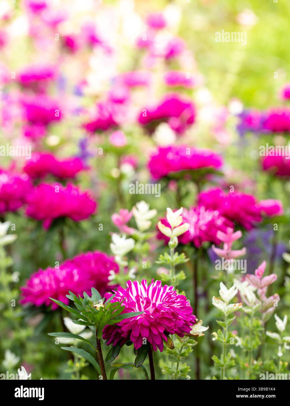 Photo verticale vibrante de fleurs de jardin magenta et rose fleurissant dans la lumière de l'été. Idéal pour les sites Web de jardinage, campagnes de printemps, laboratoire de produits floraux Banque D'Images