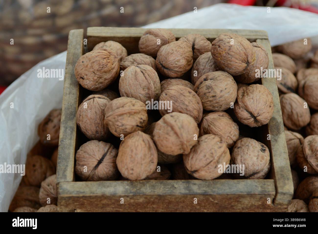 Juglans regia arbre montrant des stades saisonniers de fruits, fleurs mâles et femelles, feuillage et couronne complète. Idéal pour une utilisation botanique et agricole. Banque D'Images