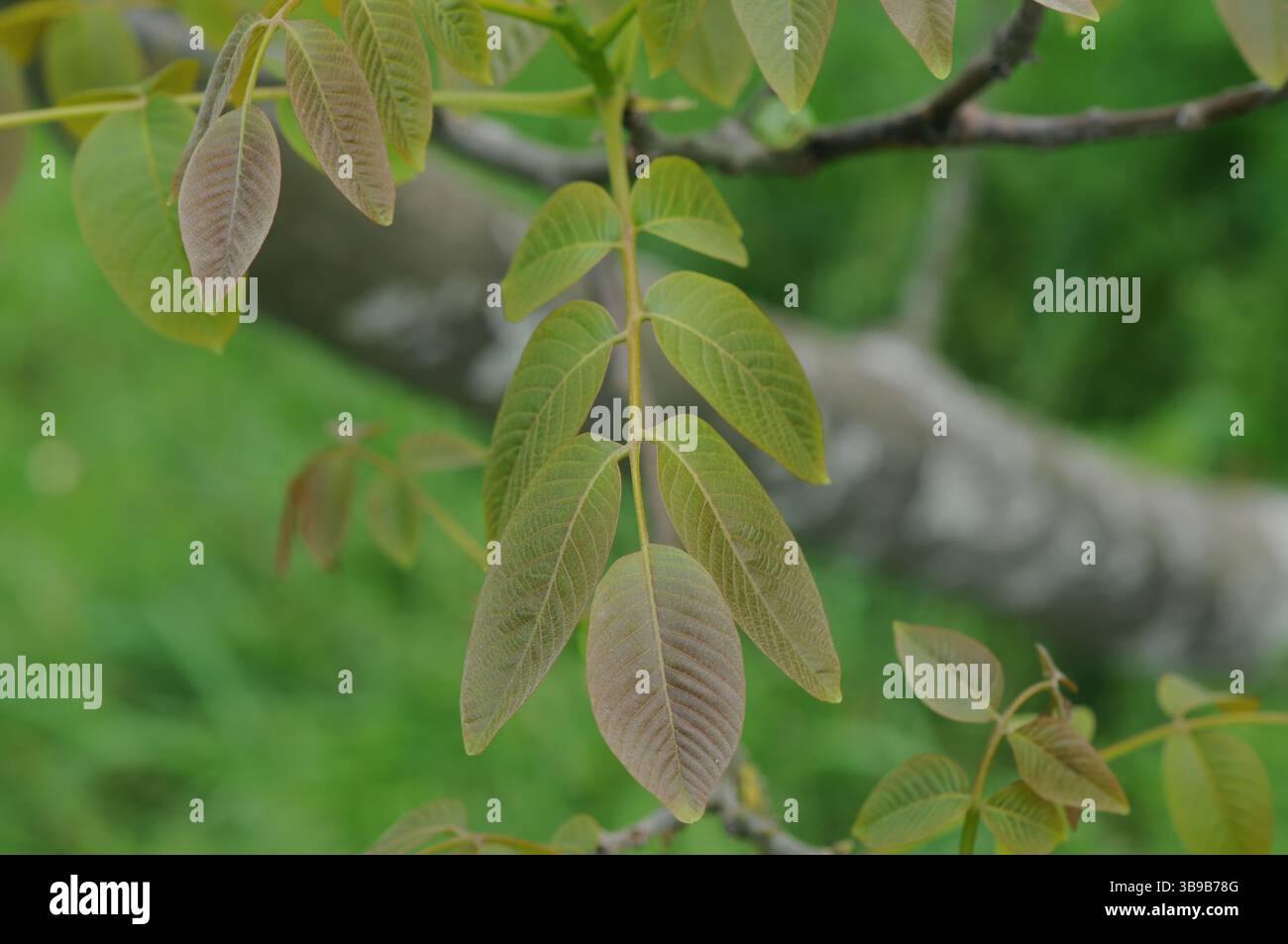 Juglans regia arbre montrant des stades saisonniers de fruits, fleurs mâles et femelles, feuillage et couronne complète. Idéal pour une utilisation botanique et agricole. Banque D'Images