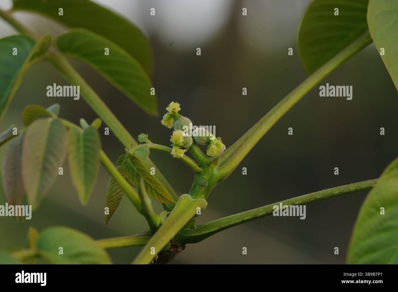 Juglans regia arbre montrant des stades saisonniers de fruits, fleurs mâles et femelles, feuillage et couronne complète. Idéal pour une utilisation botanique et agricole. Banque D'Images