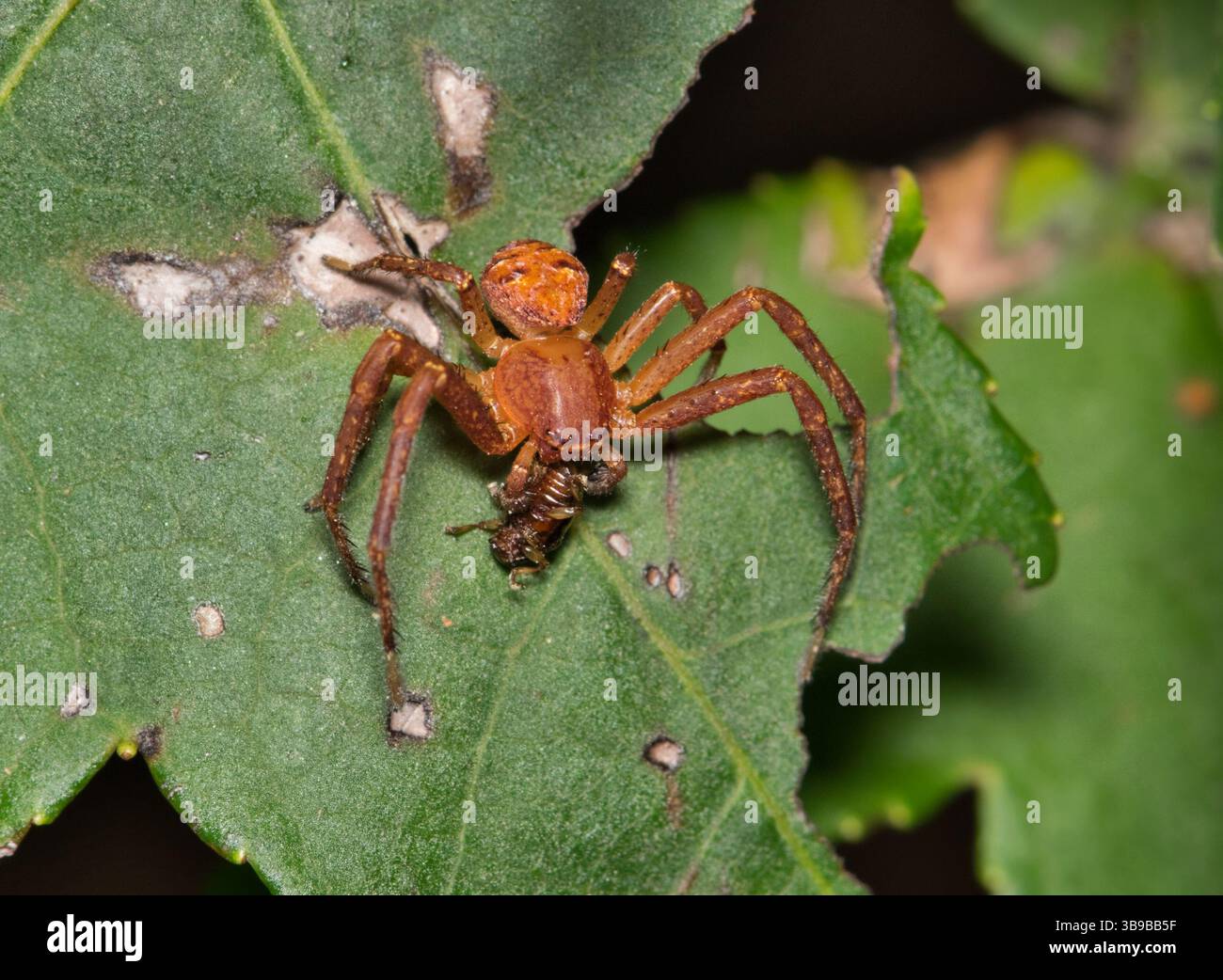 Arachnide d'arachnide de crabe terrestre Xysticus avec proie sur la lutte antiparasitaire de la nature des feuilles. Banque D'Images