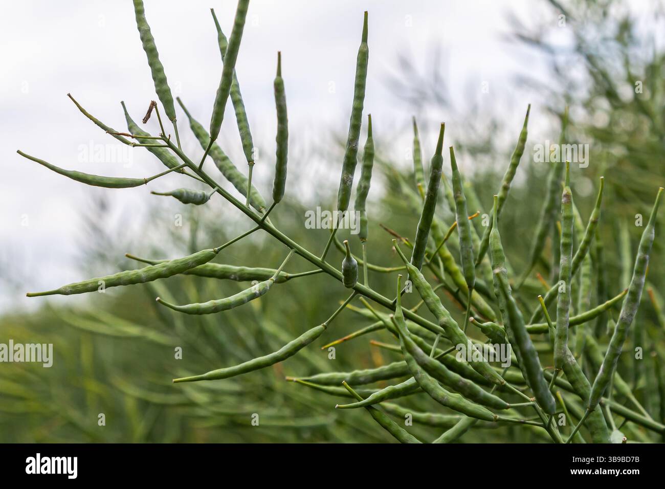 Les branches élancées ornées de gousses vertes éclatantes s'étendent vers le ciel couvert, illustrant la richesse de la biodiversité dans un jardin florissant pendant les années Banque D'Images