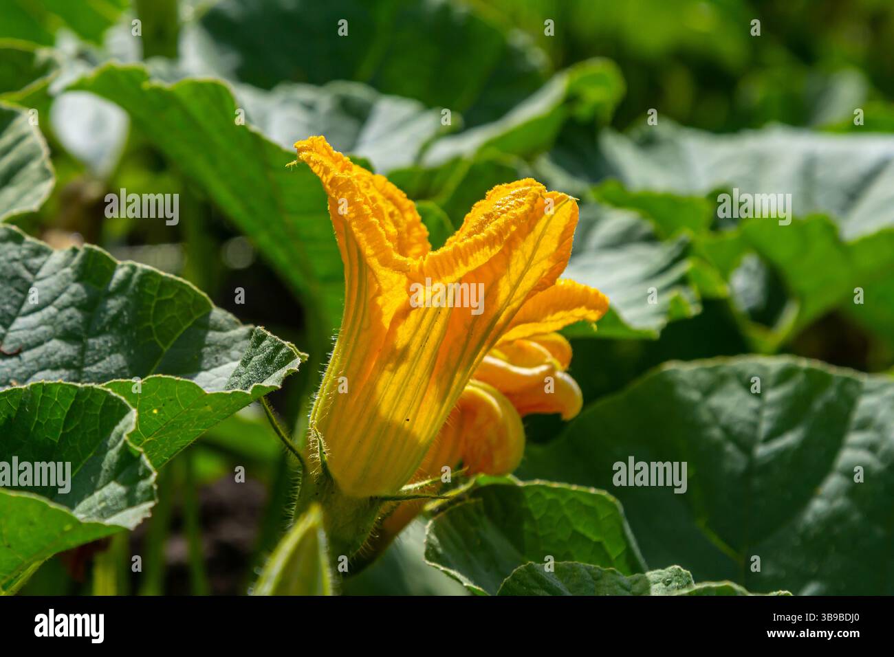 Une fleur de courge jaune s'ouvre dans un jardin coloré, entouré d'un riche feuillage vert par une journée d'été ensoleillée, mettant en valeur la beauté du noir de la nature Banque D'Images