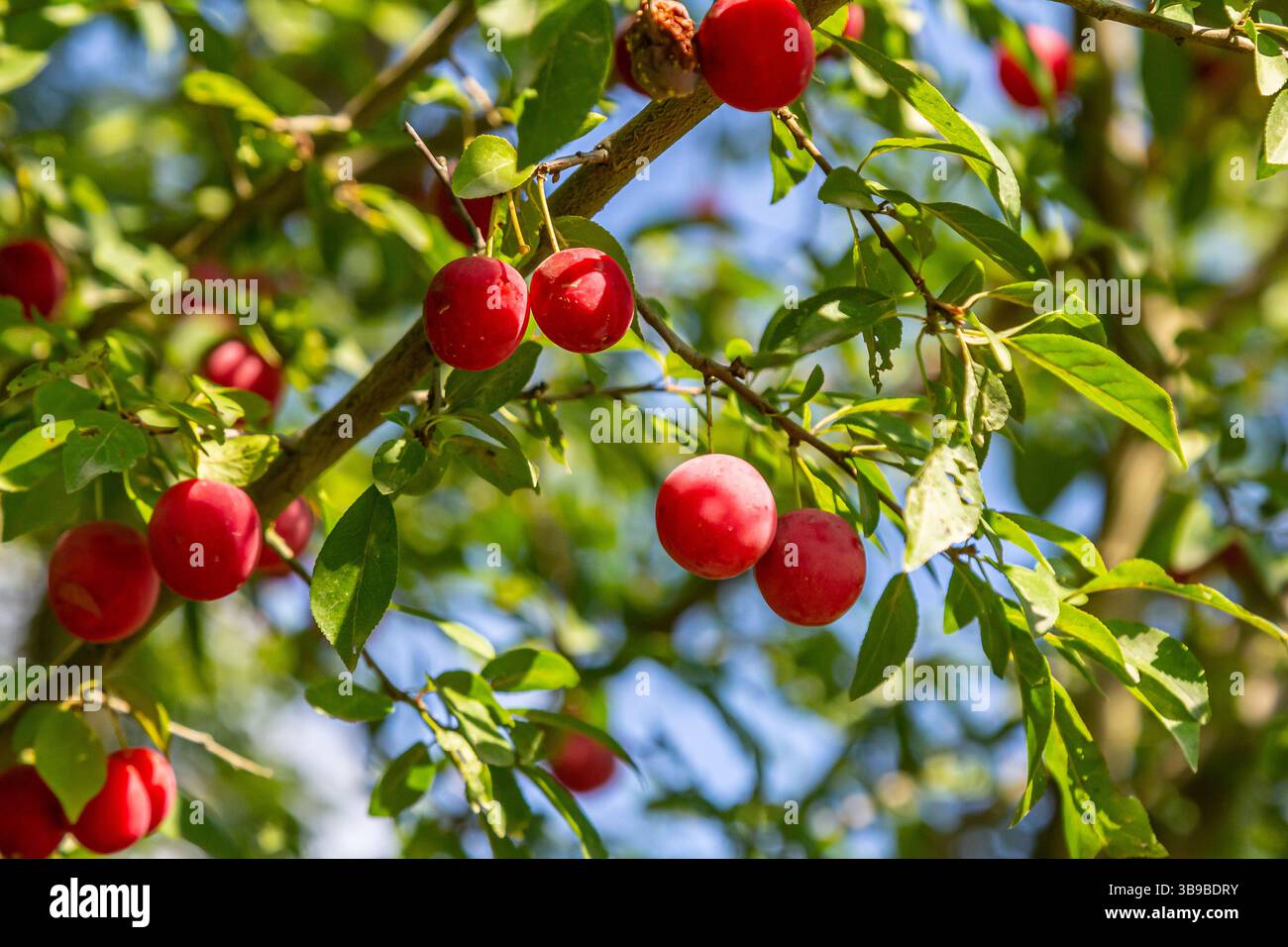 Les fruits rouges juteux pendent d'une branche d'arbre verte entourée d'un riche feuillage, se prélasser dans la lumière chaude du soleil par temps clair dans un espace extérieur serein. Banque D'Images