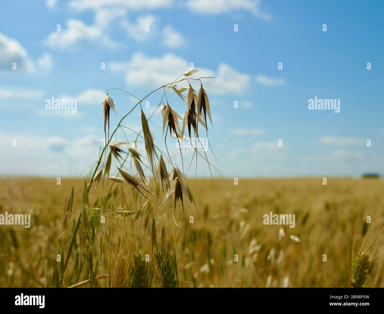 Un champ de blé doré serein et ensoleillé se balançant doucement sous un ciel bleu éclatant et parsemé de nuages, capturant l'essence de l'été et la beauté de la nature. Banque D'Images