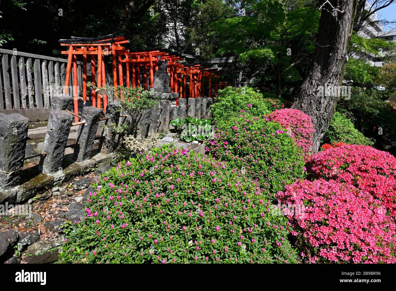 Sanctuaire Nezu Jinja, le célèbre sanctuaire shinto à Tokyo, Japon. Banque D'Images