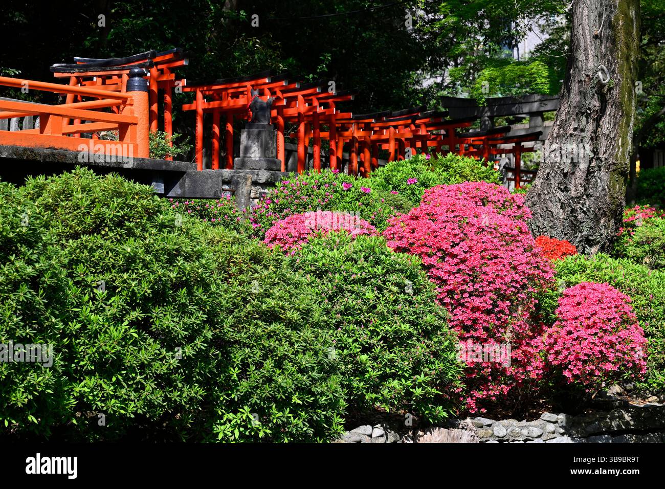 Sanctuaire Nezu Jinja, le célèbre sanctuaire shinto à Tokyo, Japon. Banque D'Images