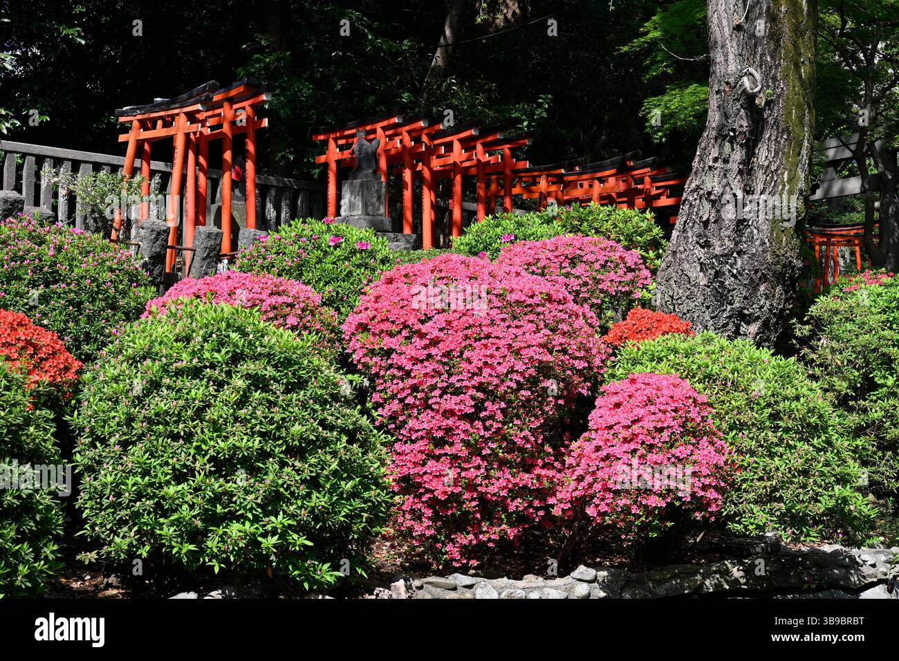 Sanctuaire Nezu Jinja, le célèbre sanctuaire shinto à Tokyo, Japon. Banque D'Images