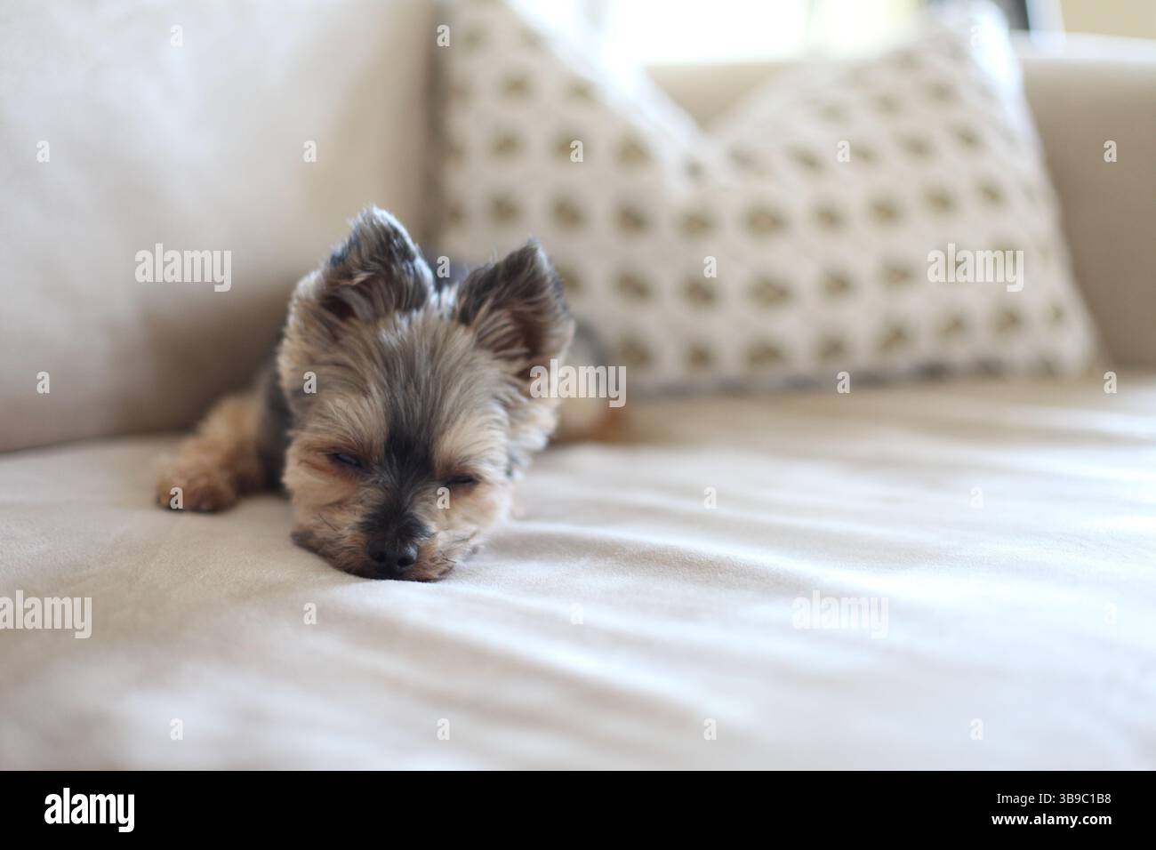 Petit chien sieste sur un canapé beige avec un oreiller moelleux derrière Banque D'Images Petit chien sieste sur un canapé beige avec un oreiller moelleux derrière Banque D'Images