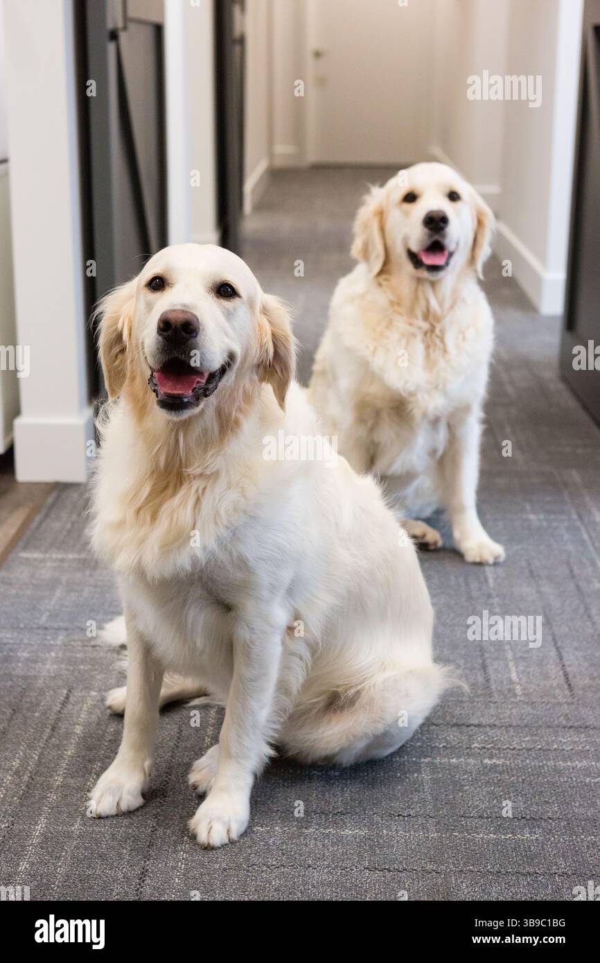 Deux joyeux Golden retrievers assis dans un couloir à l'intérieur Banque D'Images