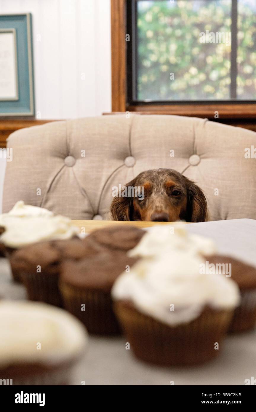 Teckel jetant un coup d'œil sur la table aux cupcakes au chocolat faits maison Banque D'Images