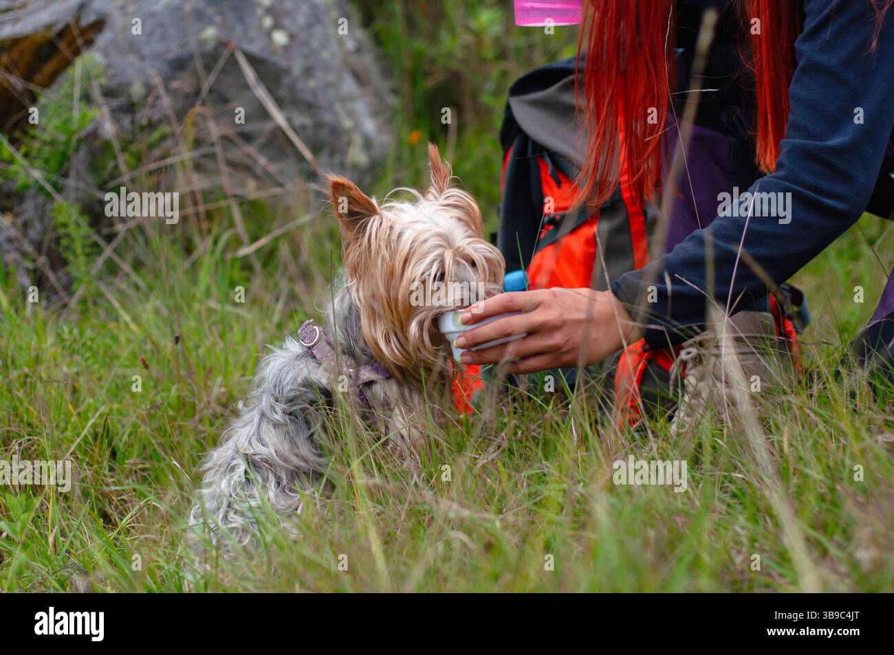 Un chien heureux boit de l'eau rafraîchissante de son propriétaire attentionné au cours d'une délicieuse aventure en plein air dans la nature Banque D'Images