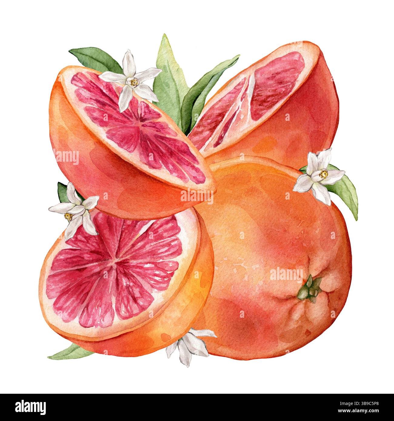 Composition carrée avec tranche et pamplemousse entier avec feuille verte, fleurs blanches. Illustration aquarelle dessinée à la main d'agrumes tropicaux orange Banque D'Images