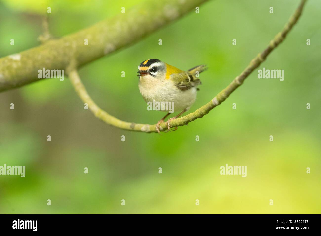 Le Firecrest commun (Regulus ignicapilla), également connu sous le nom de Firecrest, est un très petit oiseau passerin de la famille des royaumes. Banque D'Images