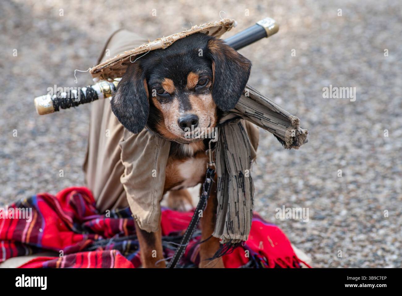 Chien habillé comme samouraï au Japon Banque D'Images Chien habillé comme samouraï au Japon Banque D'Images