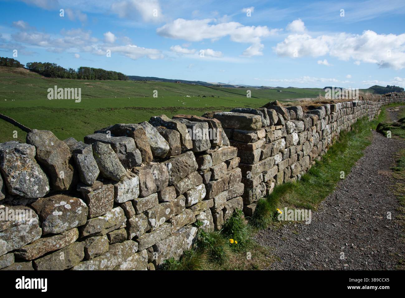 Mur Hadrien courant le long du sommet de Steel Rigg, Northumberland, Angleterre, Royaume-Uni. Banque D'Images