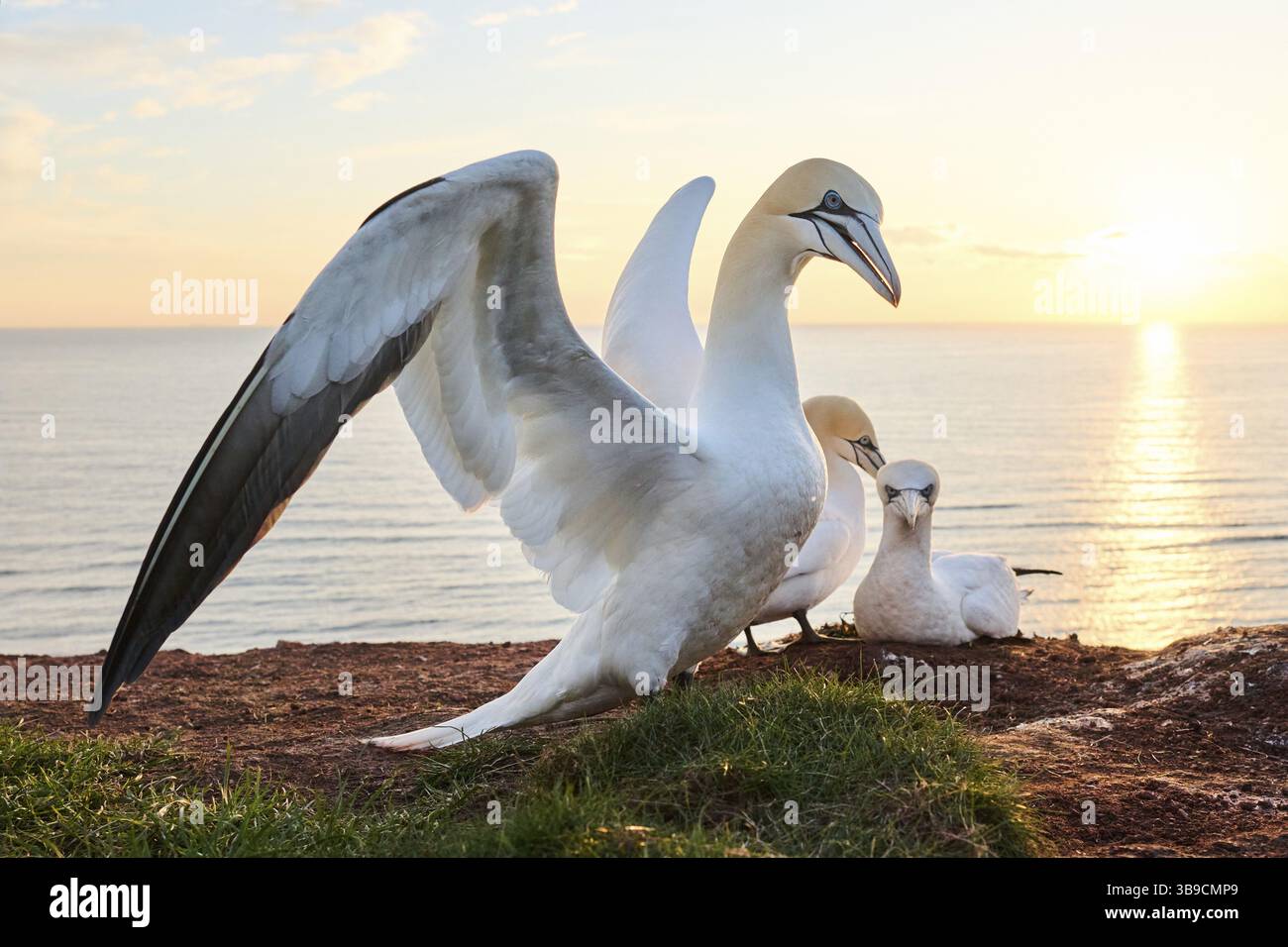 Le gannet du Nord (Morus bassanus) court une femelle dans la colonie au coucher du soleil avec la mer en arrière-plan, la faune, Helgoland, Allemagne, Europe Banque D'Images