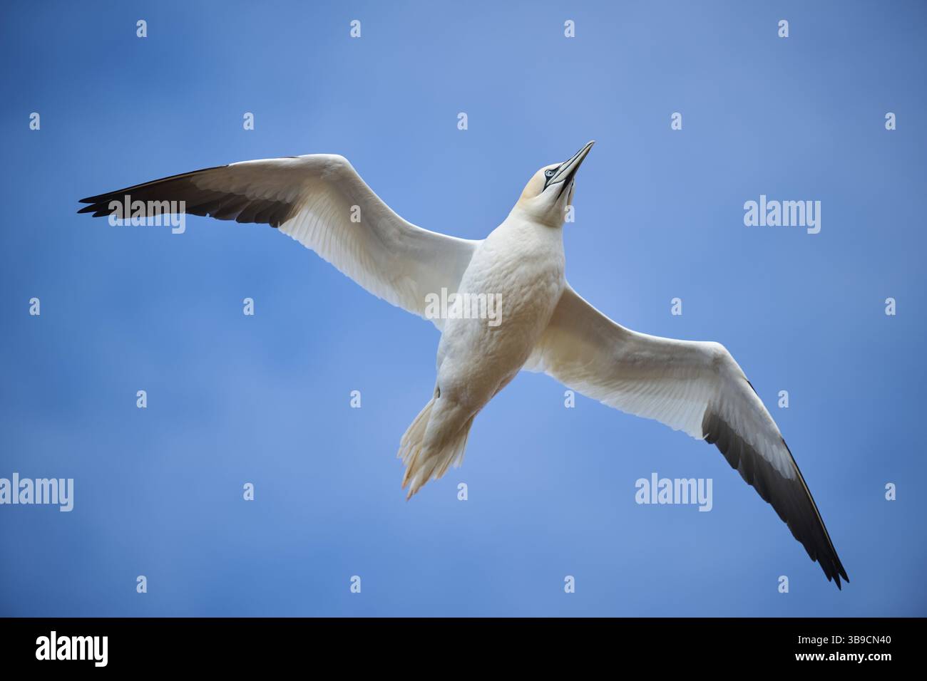 Gannet nordique (Morus bassanus) volant au-dessus de la mer, faune, Helgoland, Allemagne, Europe Banque D'Images