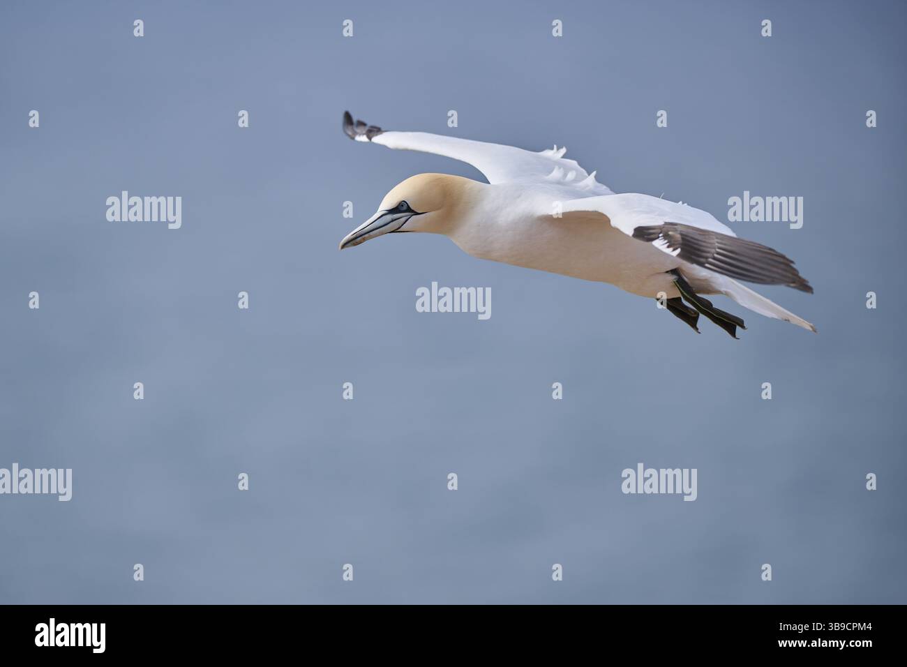 Gannet nordique (Morus bassanus) volant au-dessus de la mer, faune, Helgoland, Allemagne, Europe Banque D'Images