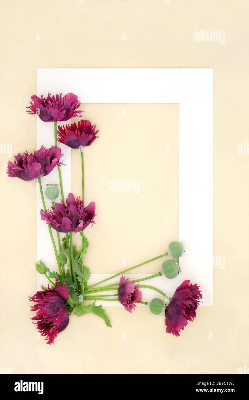 Fleurs de coquelicot orientales violettes arrière-plan bordure nature cadre sur papier de chanvre. Conception florale d'été pour carte de voeux, étiquette git, étiquette. Banque D'Images