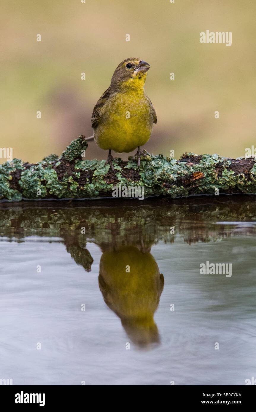Finch safran, Sicalis flaveola, la Pampa, Argentine. Banque D'Images