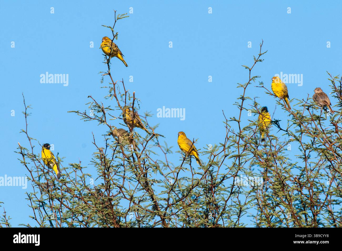 Siskin à capuche, Spinus magellanicus, dans l'environnement de la forêt de Calden, la Pampa, Argentine. Banque D'Images