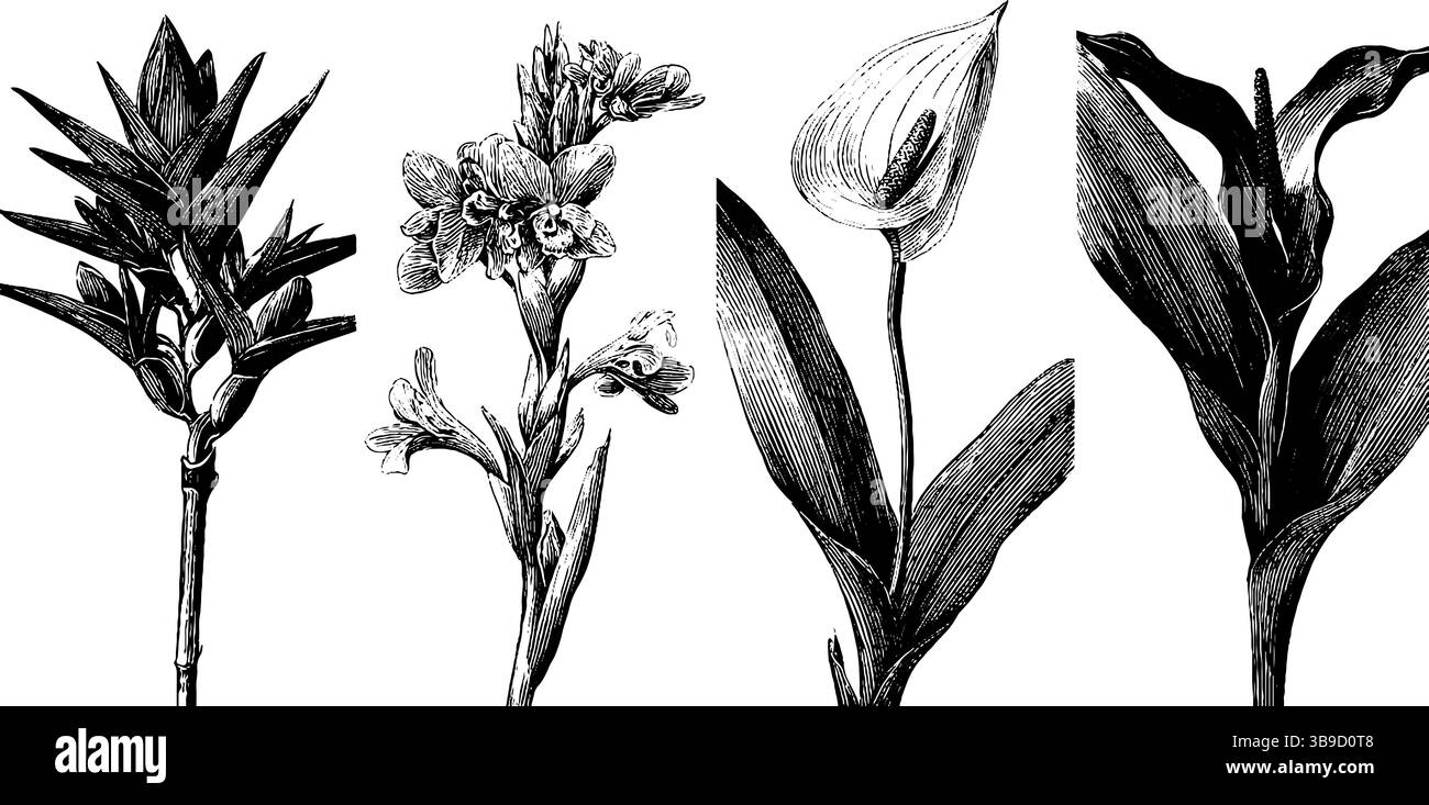 Illustrations botaniques gravées d'un ensemble de fleurs de broméliade et d'orchidée. Illustration de Vecteur