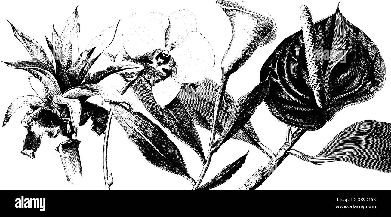 Illustrations botaniques gravées de fleurs de broméliade et d'orchidée pour le design et la décoration. Illustration de Vecteur