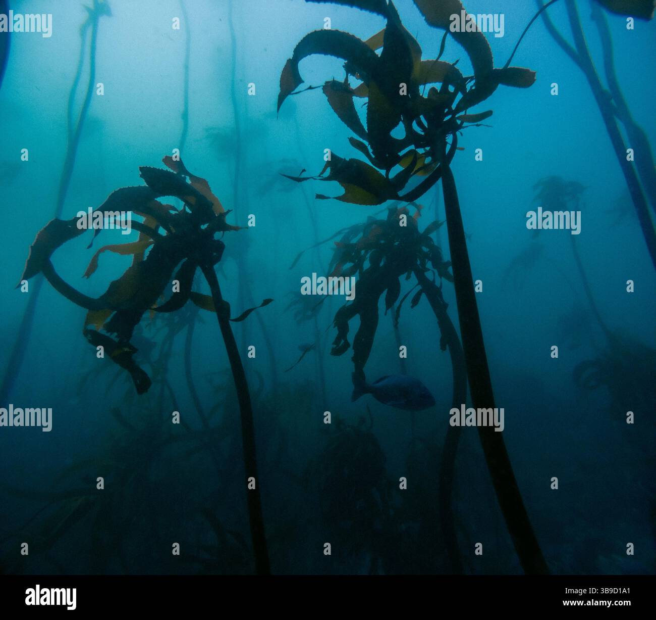 Forêts de Kelp sous-marines au Cap, Afrique du Sud Banque D'Images