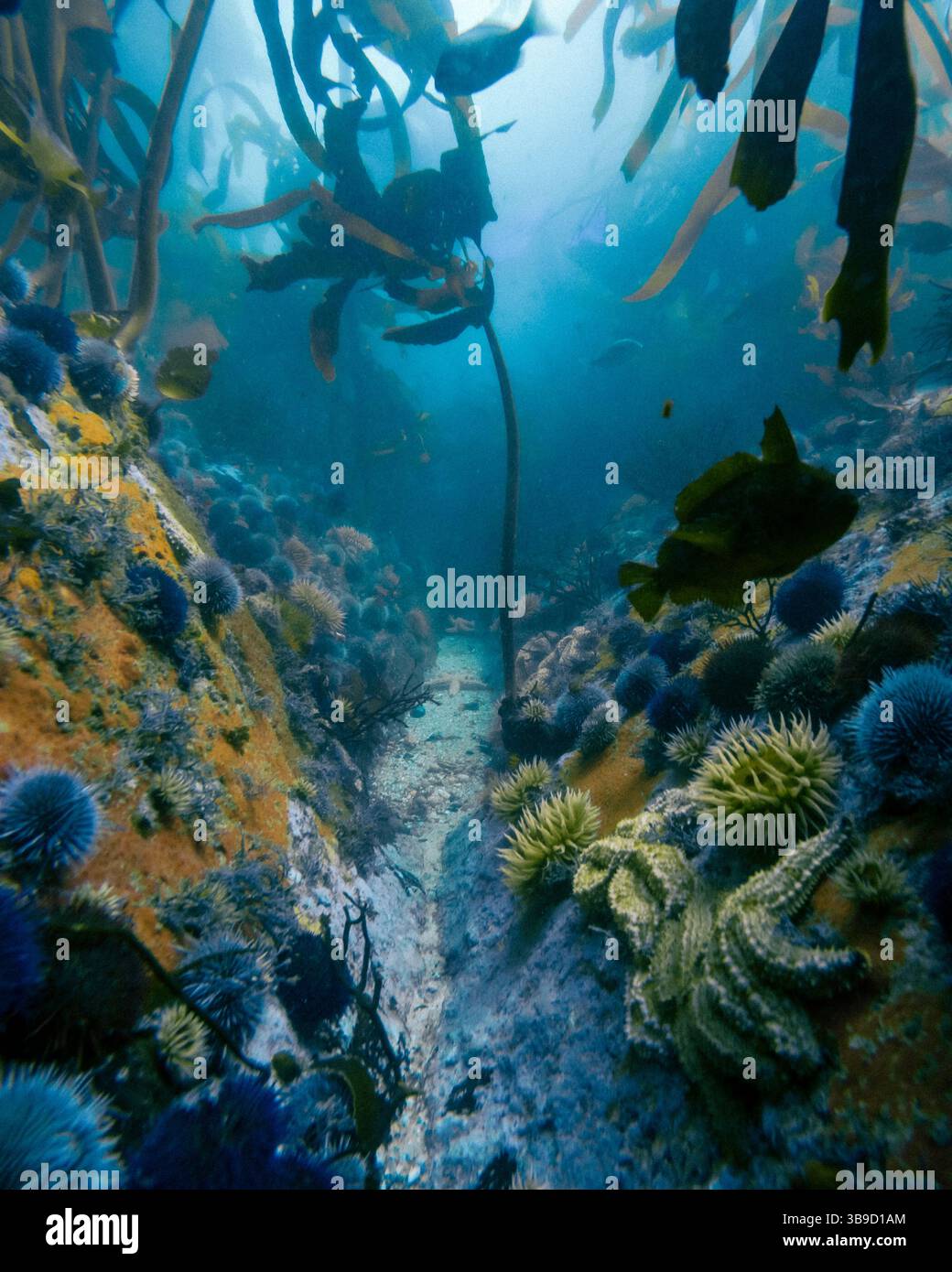 Forêts de Kelp sous-marines au Cap, Afrique du Sud Banque D'Images