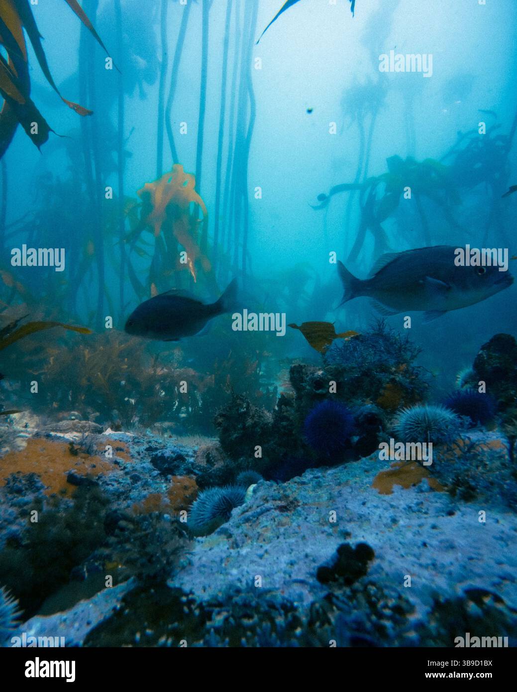 Forêts de Kelp sous-marines au Cap, Afrique du Sud Banque D'Images