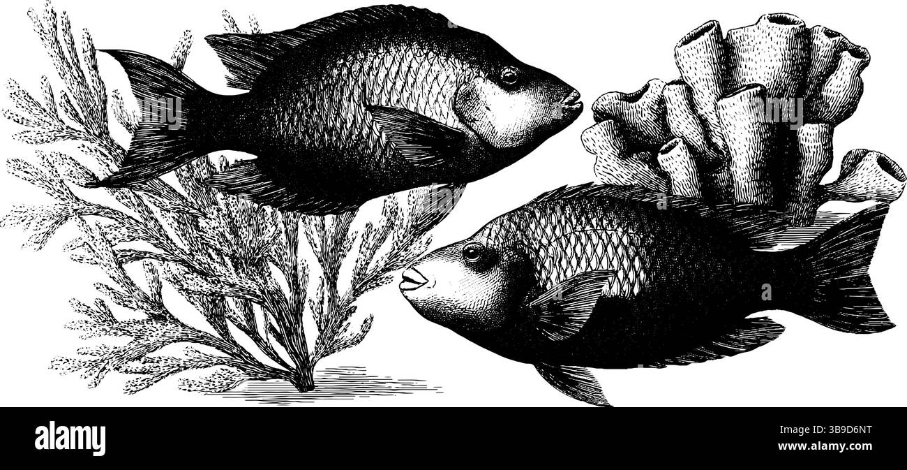 Illustration gravée de poissons perroquets et de corail avec des algues marines pour la nature et la conception sur le thème de l'océan. Illustration de Vecteur