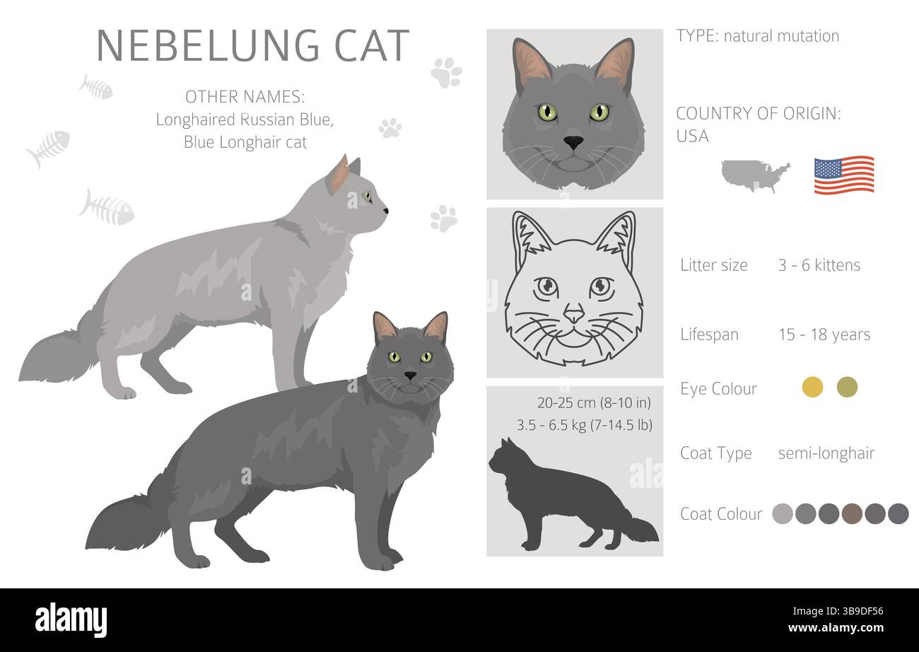 Nebelung Cat clipart. Toutes les couleurs de manteau sont définies. Infographie des caractéristiques de toutes les races de chats. Illustration vectorielle Illustration de Vecteur