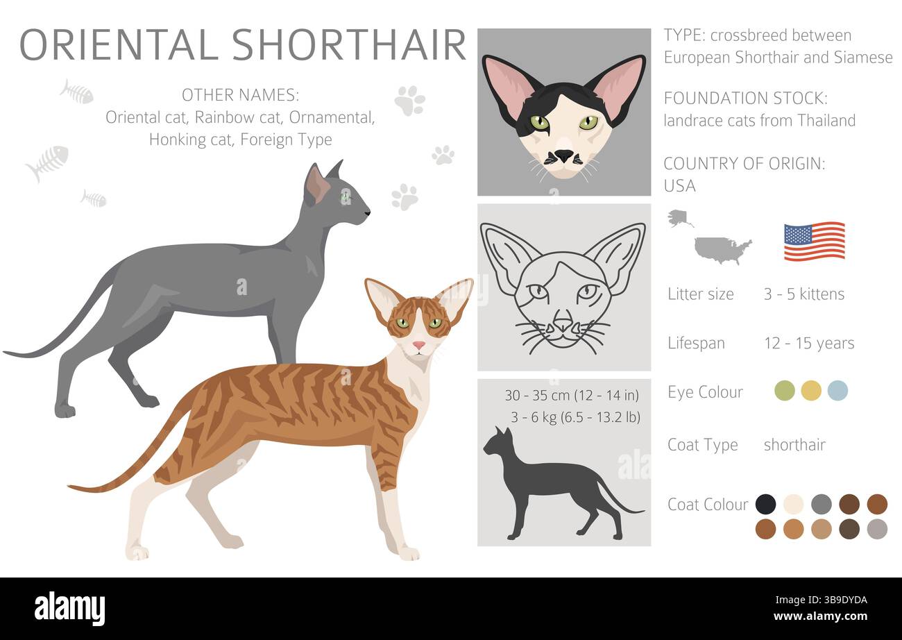 Clipart Oriental chat court. Toutes les couleurs de manteau sont définies. Infographie des caractéristiques de toutes les races de chats. Illustration vectorielle Illustration de Vecteur