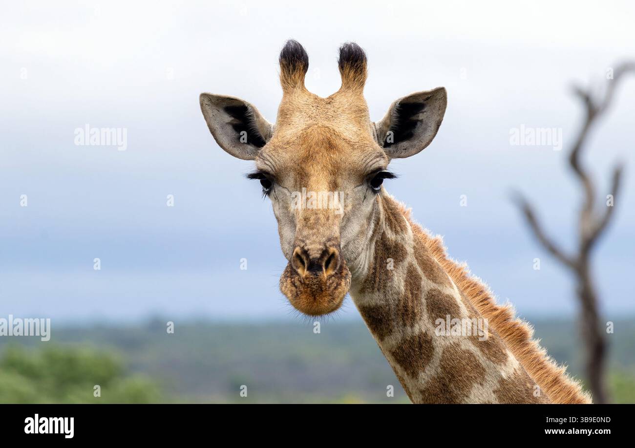 Portrait gros plan, vue latérale de la tête et du cou de girafe, ciel gris, plantes vertes, savane en Afrique Banque D'Images