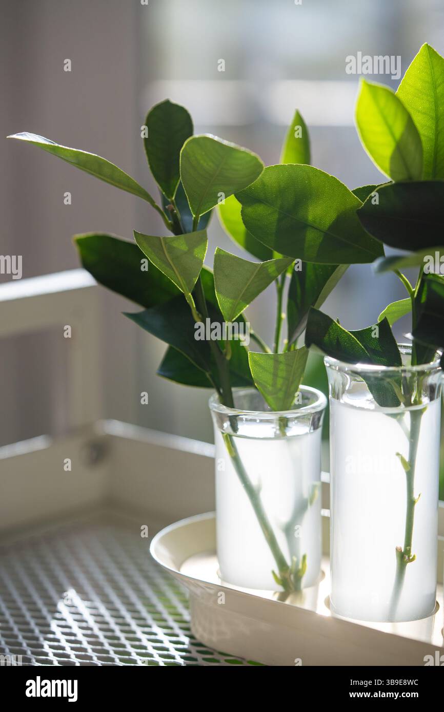 Multiplication des agrumes par boutures dans l'eau enrichie en hormones d'enracinement, jardinage à domicile. Banque D'Images